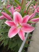 [1875 Rayo DJ No01.JPG]